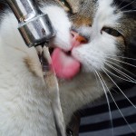Is Your Tap Water Safe for Your Pets?