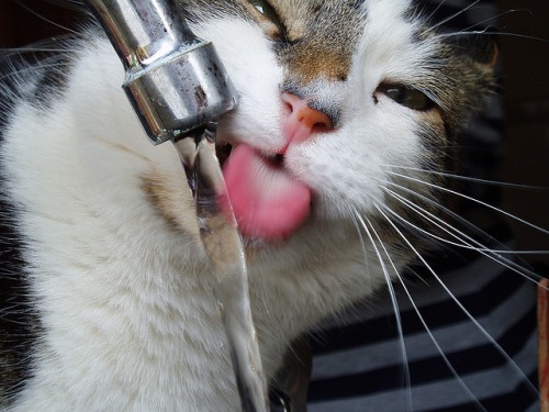 Is your tap water safe for your pets? Is your tap water safe for your pets? Tap water often contains impurities that can cause health problems for you and your pets. Is it time to consider purifying your water? 