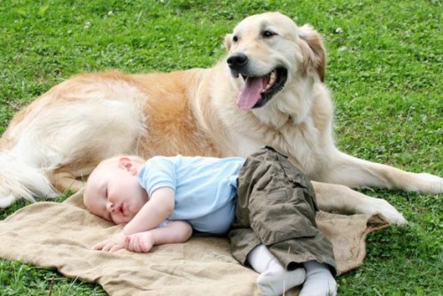 7 Reasons your Family Needs a Dog