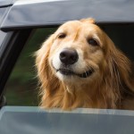 Riding in Cars with Dogs? Stay Safe.