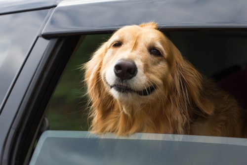 Riding in Cars with Dogs can be tricky business. Find out ways to keep yourself and your pet safe when you need to take your dogs in the car with you. 