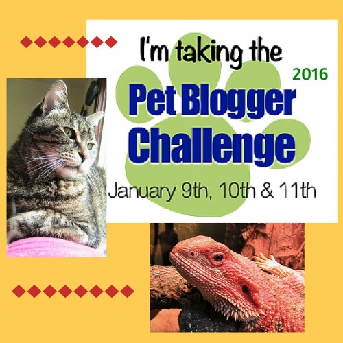 It’s time for the 6th annual Pet Blogger Challenge 2016, meant to celebrate, motivate, educate, and connect Pet Bloggers worldwide. Are you ready?