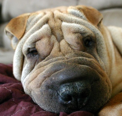 Most Expensive Dog Breeds, Shar Pei