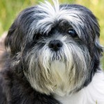 5 Most Expensive Dog Breeds to Own