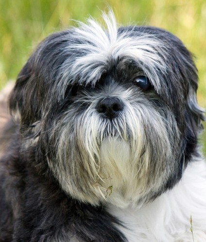 Most Expensive Dog Breeds, Shih Tzu