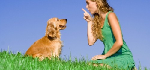 6 tricks you should teach your dog