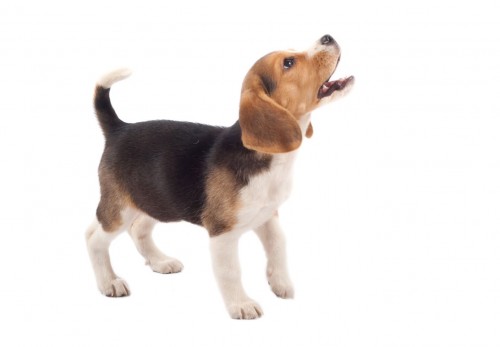 Overcoming Shyness: How to Properly Socialize Your Puppy
