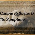 Treating Canine Arthritis and Its Symptoms