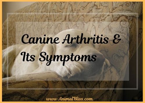 Treating Canine Arthritis and Its Symptoms