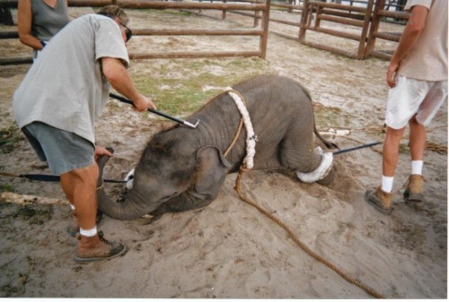 Ringling Bros Elephant Acts to End 18 Months Earlier Than Expected