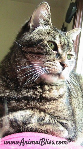 Jessie Cat