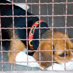 Consider Helping an Animal Shelter this Valentine’s Day
