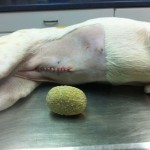 Huge Bladder Stone Removed From Dog [Surgery Video]