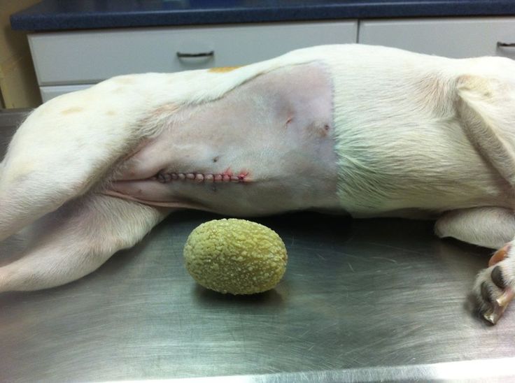 Huge Bladder Stone Removed From Dog, Graphic Surgery Video