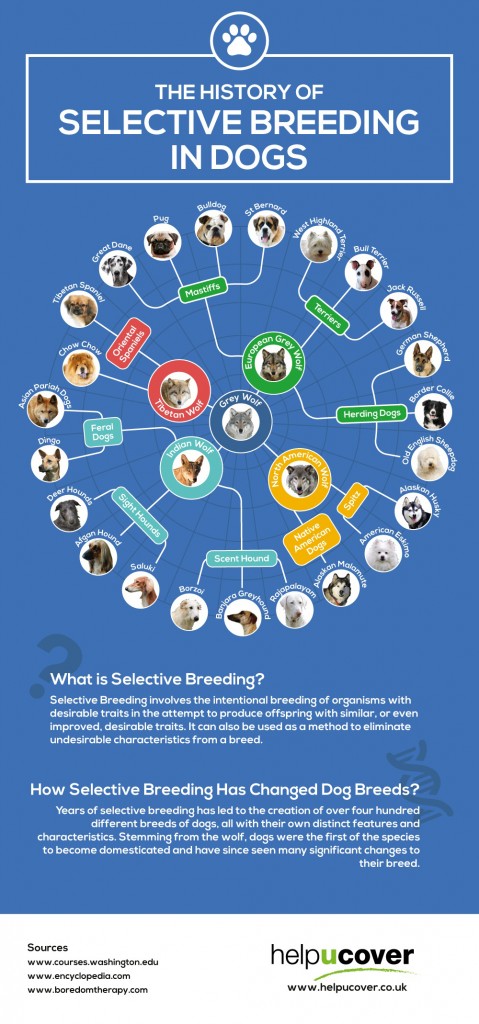 History of Selective Breeding