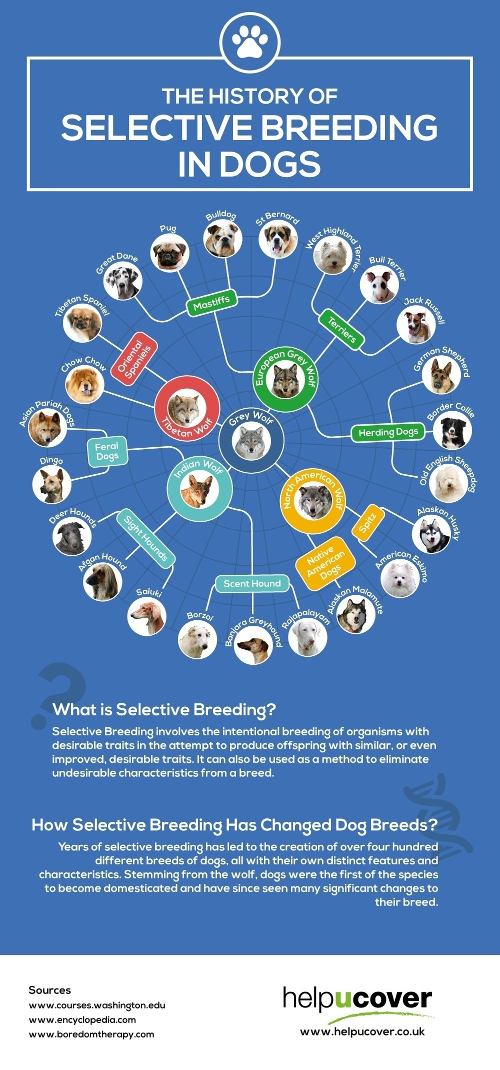 History of Selective Breeding in Dogs, Dog Breed Infographic
