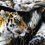 Goat and Tiger Become Unlikely Friends : UPDATE