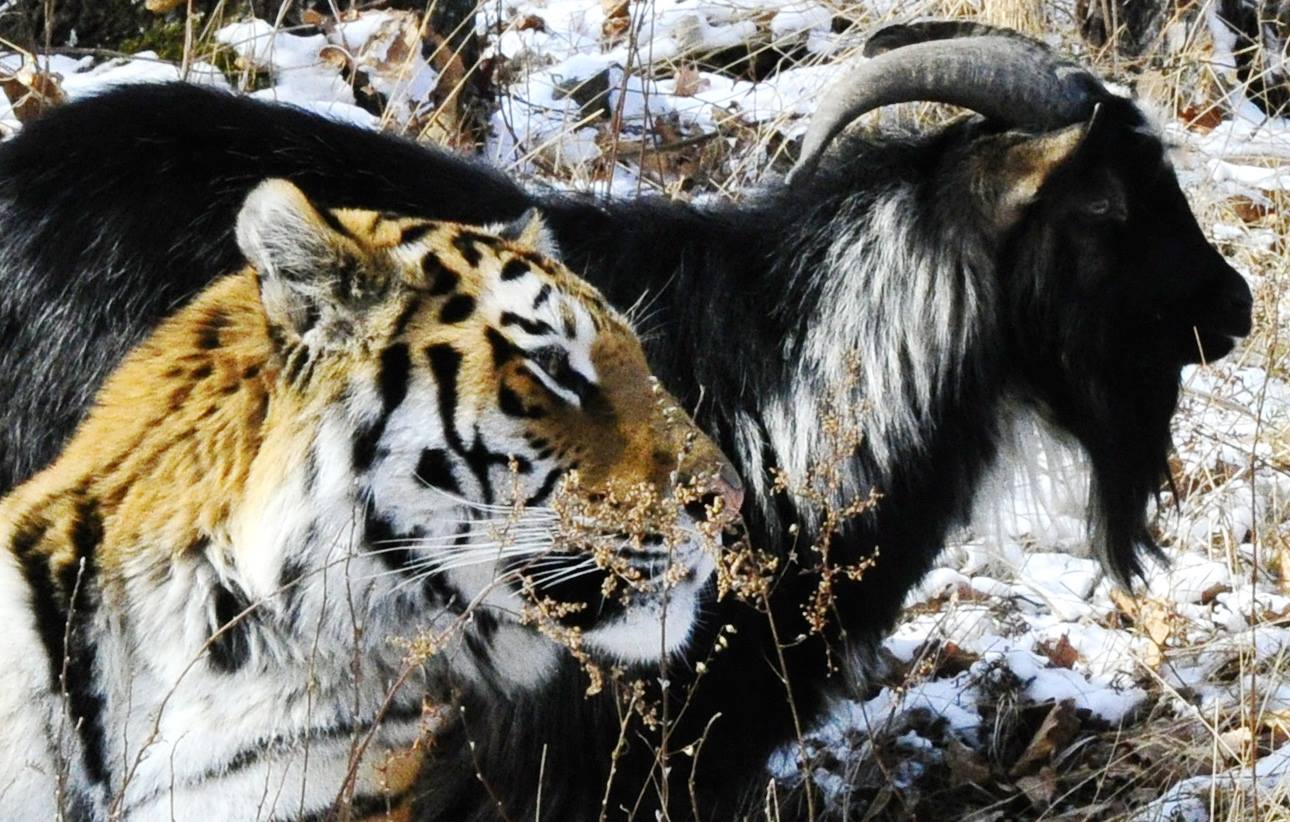 Goat and tiger become unlikely friends