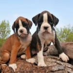 Canine Enrichment: Create a Backyard Paradise for your Dog