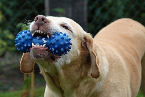 What You Can Do to Improve Fido's Bad Breath