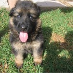 Training Tips for German Shepherd Puppies