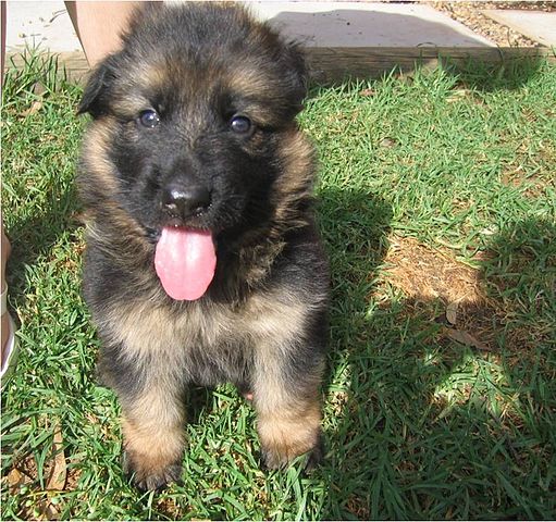 Training Tips for German Shepherd Puppies