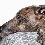 Toxic Foods for Your Dogs [Infographic]