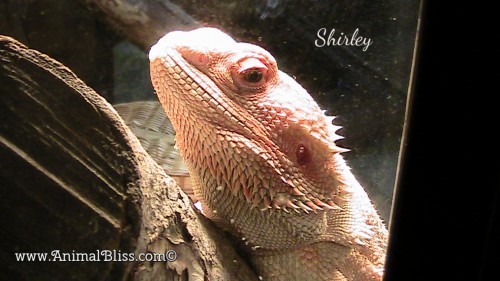 Bearded Dragon Hydration During Brumation