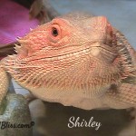 Bearded Dragon Hydration During Brumation