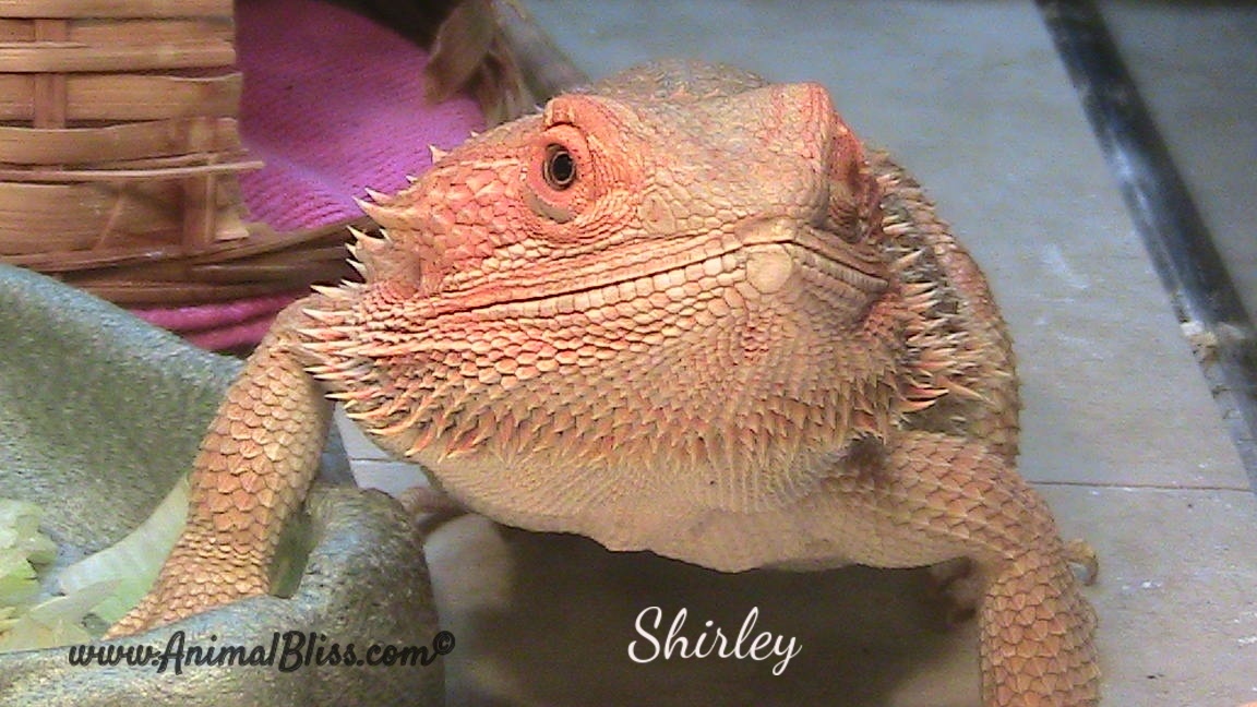 Bearded Dragon Hydration During Brumation