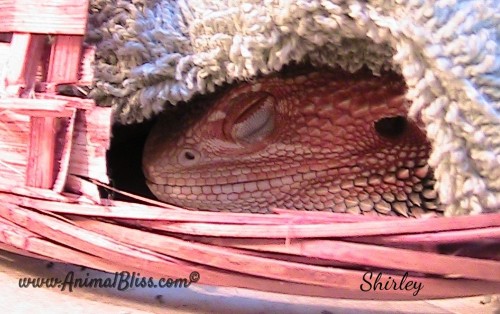 Bearded Dragon Hydration During Brumation