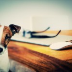 Biggest Inheritances Left To Pets