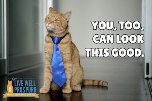 Well-known celebrity, Morris the Cat, gives awesome kitty grooming advice.