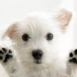 6 Simple Tips for Potty Training Your Puppy