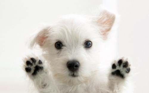 Potty training your puppy doesn’t have to be a nightmare. - www.animalbliss.com