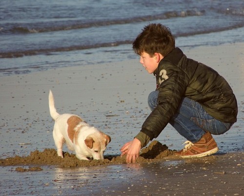 Kids and Dogs: Safe Interactions at the Park