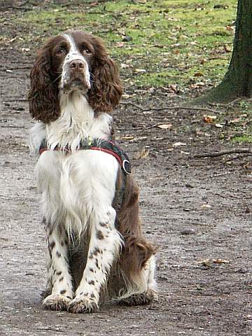 Too many dogs are bred strictly for outward appearance of the breed, sadly introducing genetic time bombs into their lines.