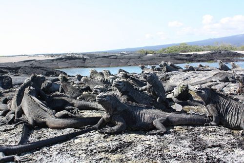 Marine iguanas