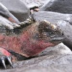 Marine Iguanas of the Galapagos, Reptile Facts