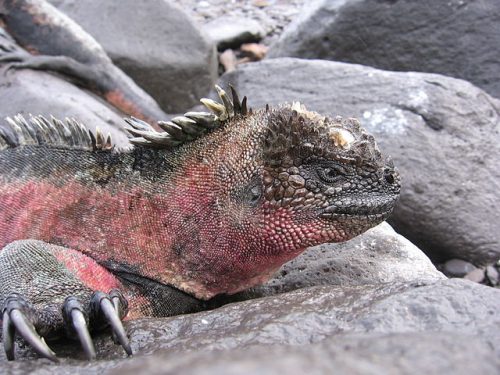 Marine_iguana_red