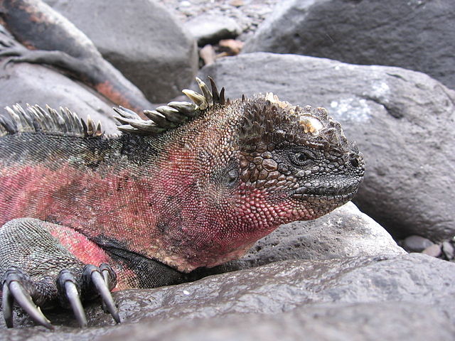 Marine Iguanas of the Galapagos