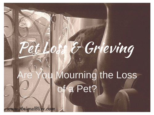 Pet Loss and Grieving - a Natural Process