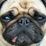 History of Selective Breeding in Dogs, Dog Breed Infographic