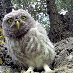 3 Baby Owls and a GoPro Camera, What Fun!