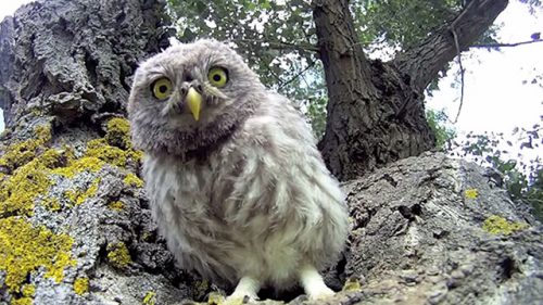Is there anything more fun than 3 baby owls discovering a GoPro Camera outside their tree hold home? I don't think so! 