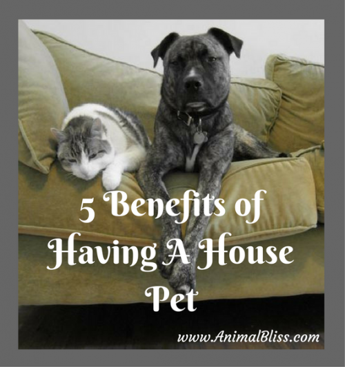 5 Benefits of Having a House Pet