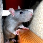 18 of the Cutest Pet Rats You Have Ever Seen