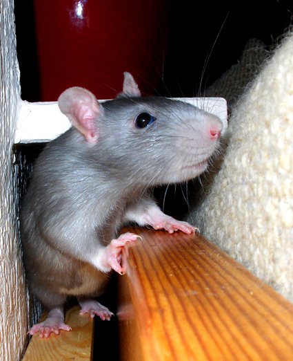 Cutest Pet Rats, American Blue Rat