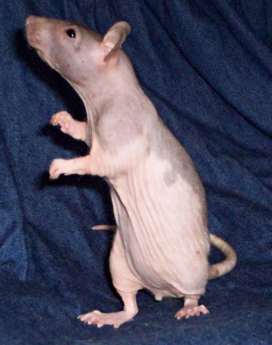 Cutest Pet Rats You've Ever Seen, Hairless Hooded Rat