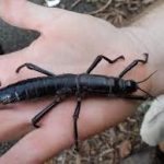 Hatching Stick Insect VIDEO : Hatching Lord Howe Island Stick